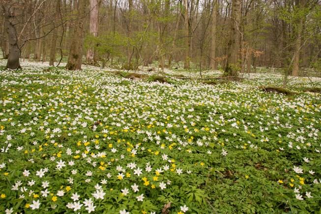 J U N I 1 juni-31 augusti: S O M M A R B O K E N 2 0 1 8 Låna och läs 5 böcker under sommaren. Skriv vad du tycker om dem i sommarbokshäftet och lämna in det på biblioteket.