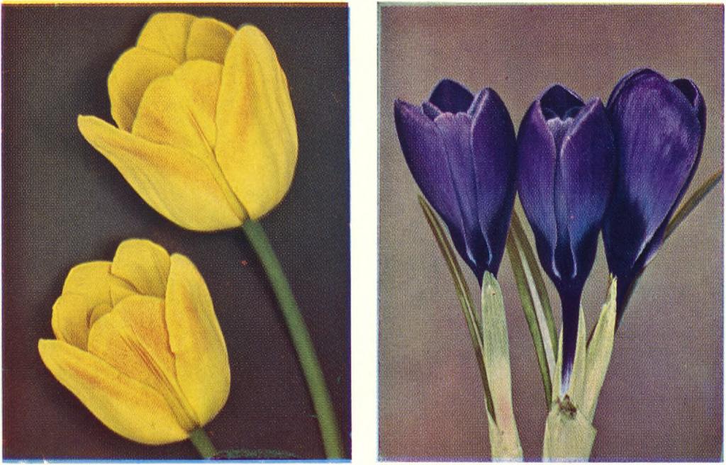 .. 36. 3.80 Leucojum vernum, Snöklocka, tidig med vita blommor... 24. 2.60 Muscari, Pärlhyacint armeniacum, ljusblå med stora blomstänglar.