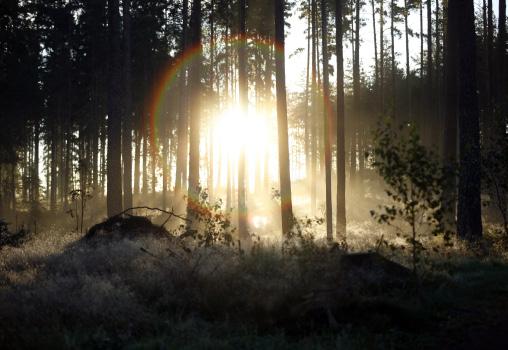 1 Sammanfattning Miljöprogram för byggnader omfattar miljökrav på byggnadens utformning och ska ses som ett av flera verktyg för att åstadkomma ett hållbart byggande.