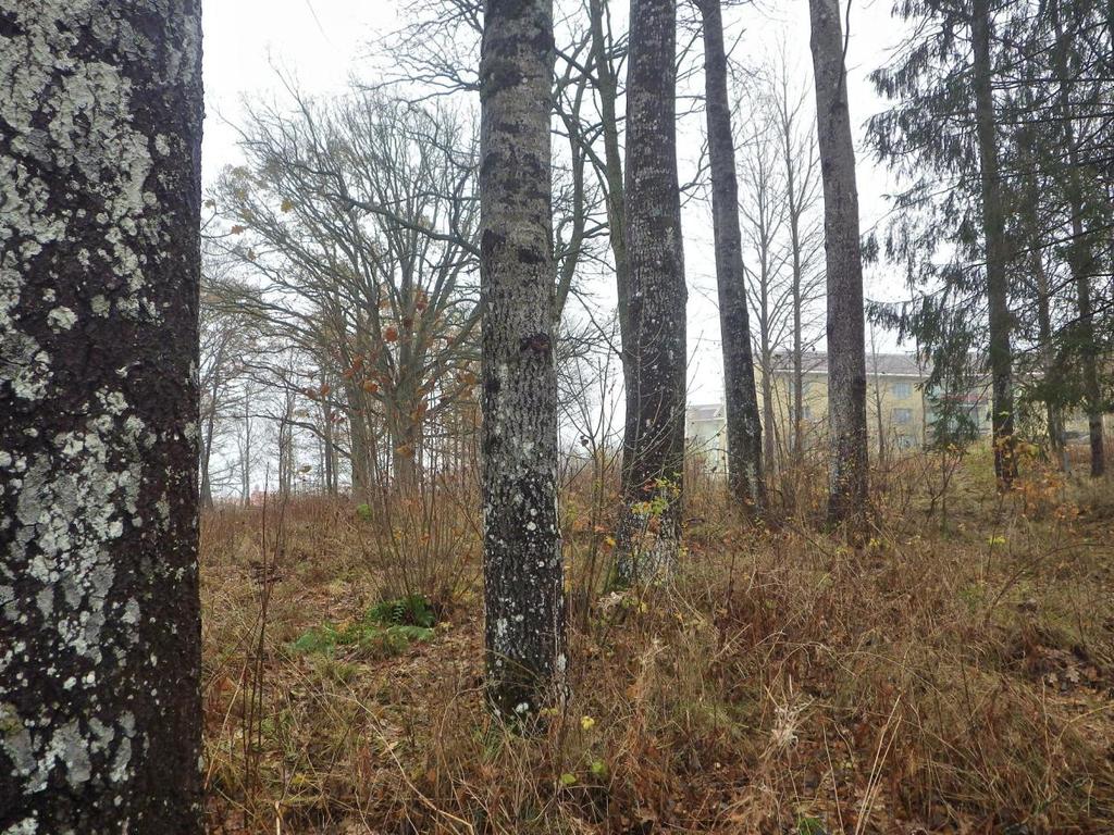 8 Område 2 0,13 ha Trädrad Klass 4, Visst naturvärde Naturvärdesbedömning Området har ett visst biotopvärde knutet till hålaspar och några äldre ekar.