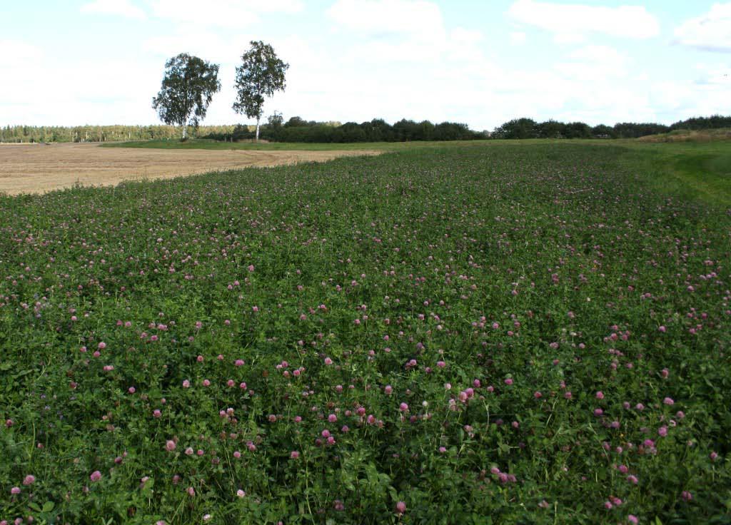 Blommor Pollinatörer: sensommar Pollen- och ger nektarväxter