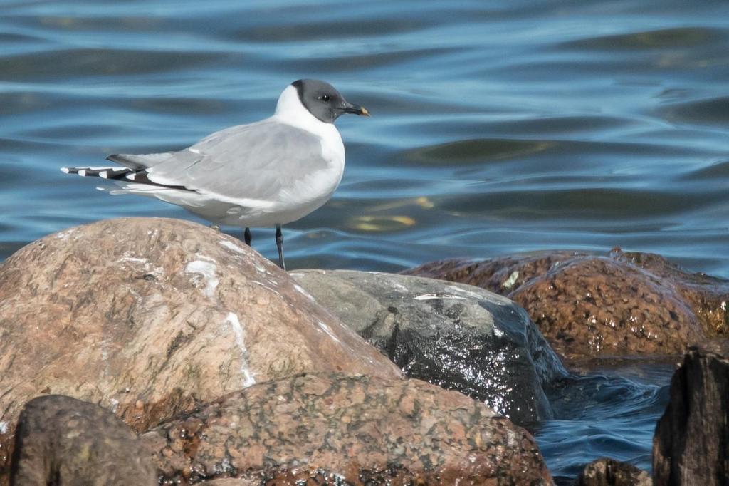 (Kävsjön) med ett 40-tal skratt- och fiskmåsar samt av Jonas Starck vid Bolmen kl. 17 15, då tillsammans med 9 skrattmåsar. Med all säkerhet var det samma individ. Vilken häftig fågelupplevelse!