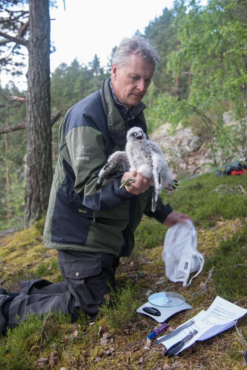 Janne ringmärker och väger en av de pilgrimsfalksungar som kommit på vingar inom Jönköpings kommun. Foto: PE Svahn.