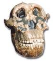 heidelbergensis 2 Homo habilis 3 Australopithecus
