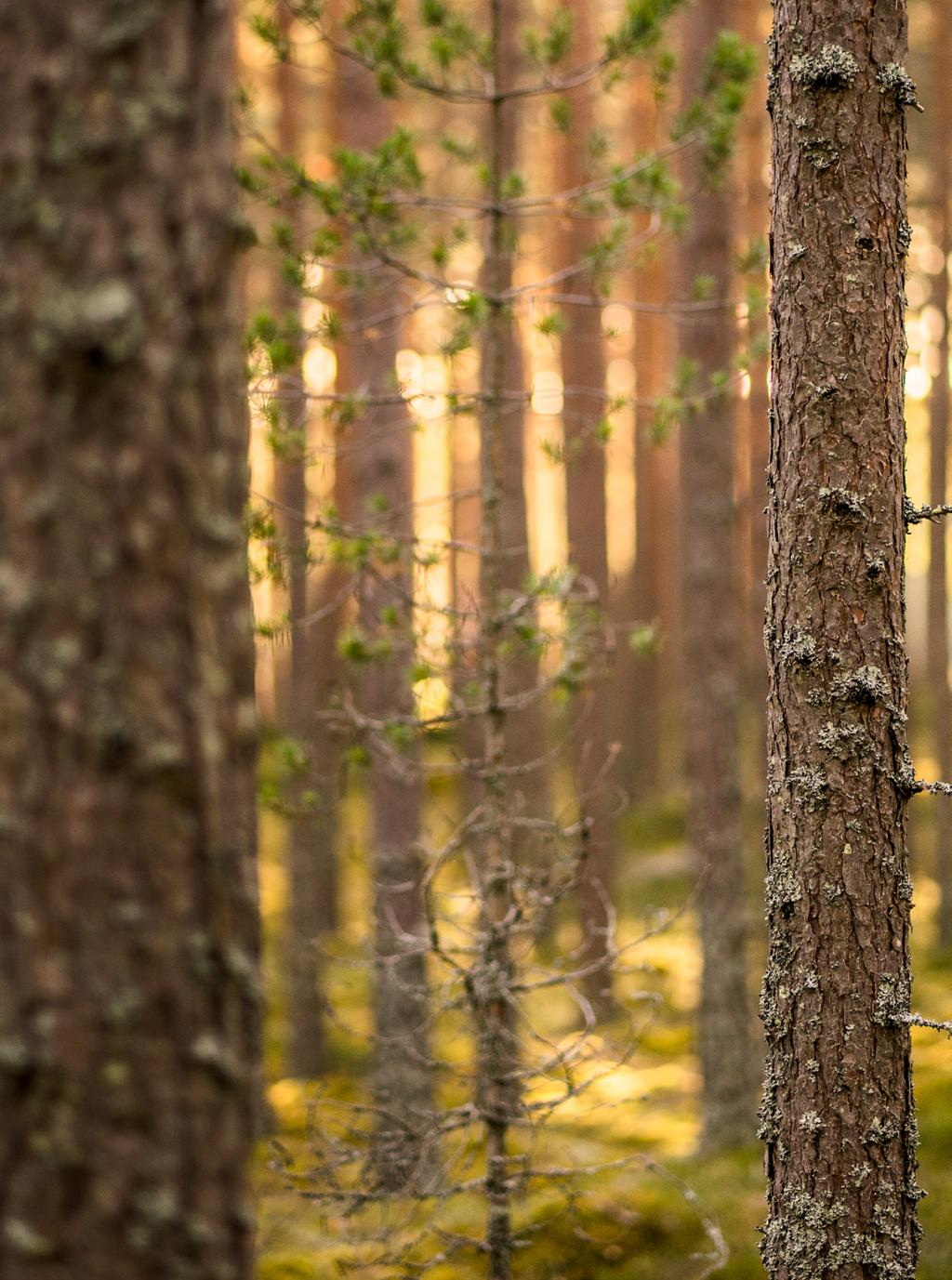 INFORMATION FRÅN CENTERPARTIET DALARNA Allt som tillverkas av olja kan göras av Dalarnas skogar Skogen i Dalarna är en viktig faktor som bidrar till att ta samhällsutvecklingen till en helt ny nivå.