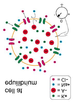 Då alla laddade joner fördelat sig så detta osmotiska att laddningen är noll i varje volym problem kompenseras med och alla joner som membranet kan att det finns Na och Cl på släppa igenom fördelat