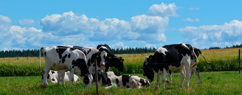 Lantmännen är ett lantbrukskooperativ och norra Europas ledande aktör inom lantbruk, maskin, bioenergi och livsmedel.