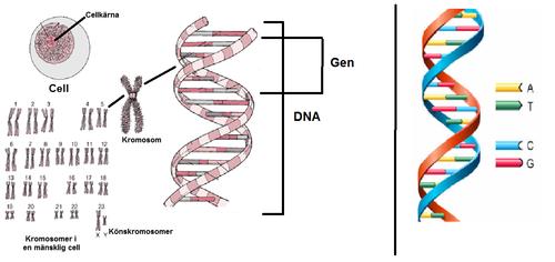 GENETIK 9
