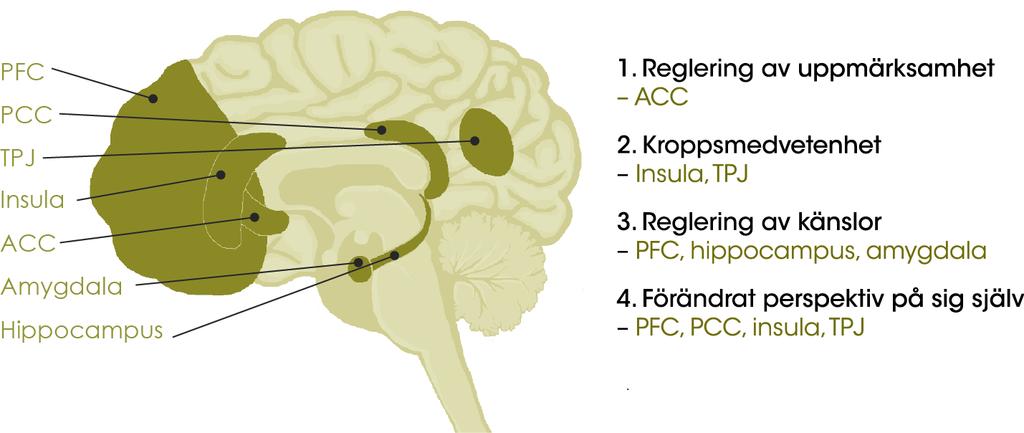 Så fungerar mindfulness Referens: Hölzel et at.