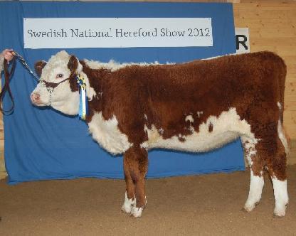 2nd. 550 Holly av Gylteboda Reserve Champion Kvigkalv Born: 2012-01-19 BW 47kg.