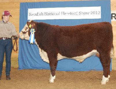 360 Bårarps Morgan Reserve Champion Bull Calf Born: 2012-03-13 BW 43kg 200D 371kg Sire: 556 Olympus av Munka ET Dam: 1651 Munka Mary ET MGS: FCC Maddux 4L Breeder / Owner: Einar & Miranda