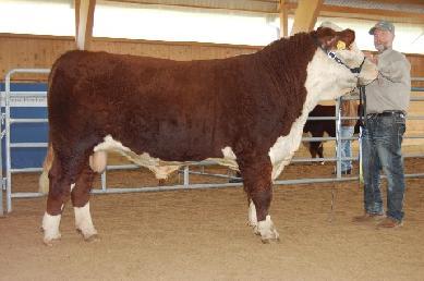 Breeder / Owner: Einar & Miranda Lysell, Slättåkra Bårarp 314, 313 91 Oskarström 2nd. 348 Bårarps Manolito Born: 2012-01-16 BW 42kg. WW 316kg.