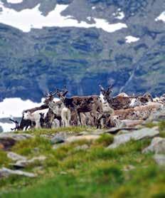 11.00. 4 juli 15 augusti. Kortare dagstur, ca 2-3 timmar SAMLING: Vid Atostugan. Följ Krutfjellvägen förbi Joesjö, P-Plats 2 km innan riksgränsen, 700 m att gå efter mindre väg från bilparkeringen.