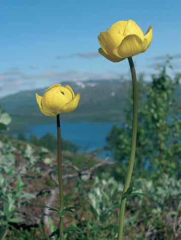 INNEHÅLL Upptäck mer av Sveriges största naturreservat Guidade turer på blomsterfjället, i fjällbotaniska trädgården och för barn. Välkommen! www.vindelfjallen.