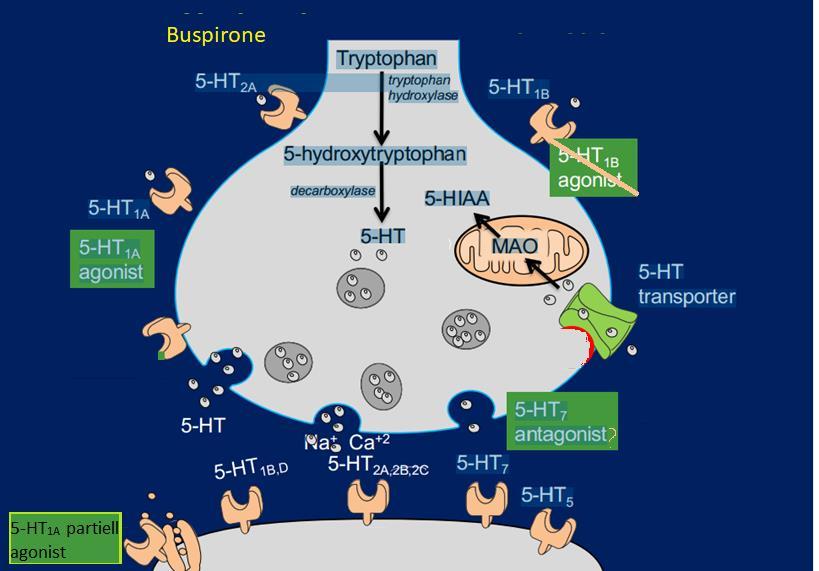 Buspirone farmakodynamik full agonist på presynaptiska 5-HT1A receptors, which are inhibitory autoreceptors,