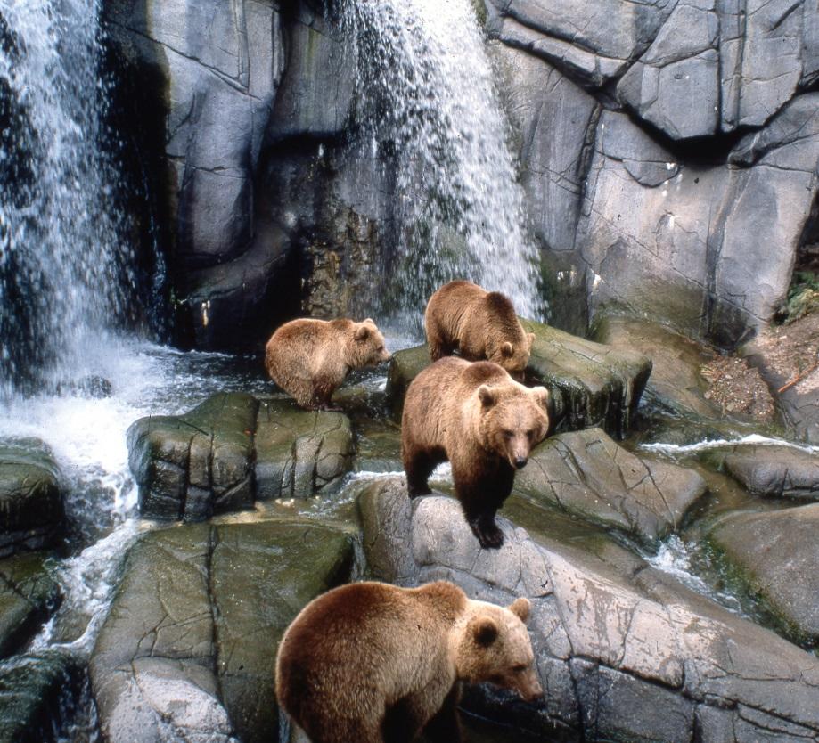 Björnberget på Skansen Konstberg Allt synligt berg är