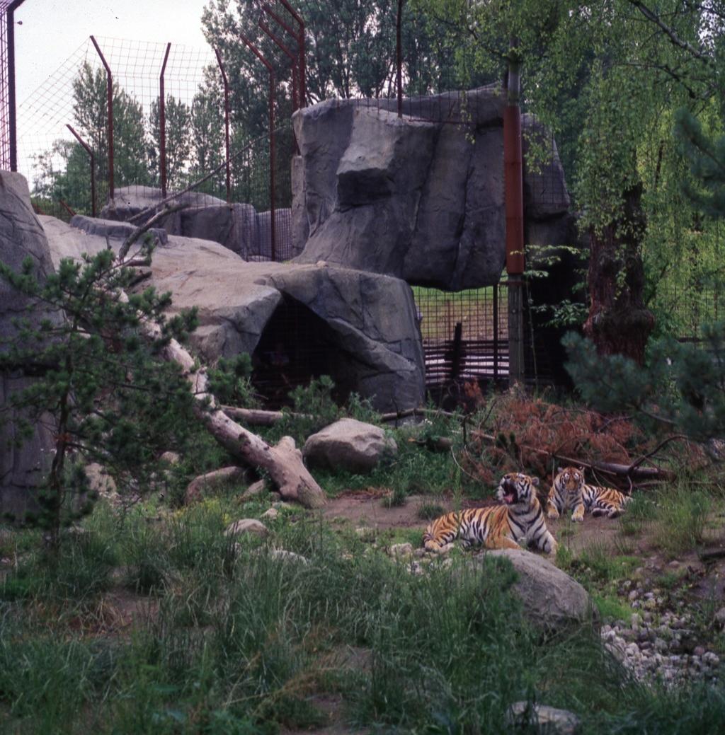 Tigrar gillar också sprutbetong Djurpark i