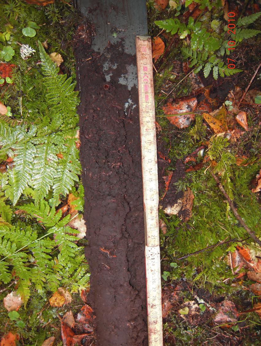 Det här diket påverkar när liggande torvområden mycket kraftigt. Foto: Kristian Schoning. B Figur 6a b.
