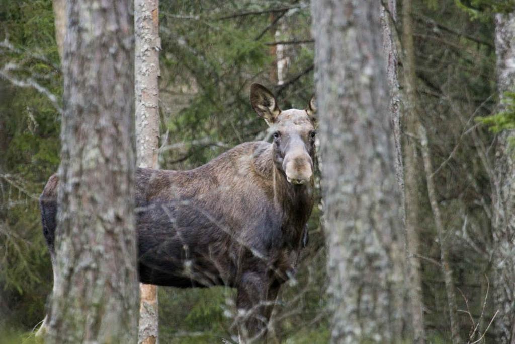 Skog & Jakt i Malung Malung-Sälen Andersviksberg 3:2 Sjönära skog i de södra delarna av Malung-Sälens kommun.