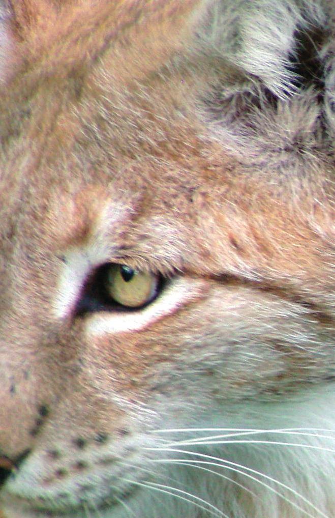 Lodjuret Lynx lynx i