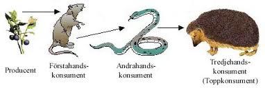 Näringskedja - Hur näringen färdas genom ekosystemet De gröna