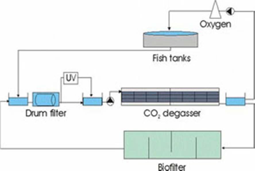 Med biofilter i separat loop: (21) Aquaculture Developments + Lågt flöde genom BF möjligt => fullständig nitrifikation kan garanteras + All BOD i huvudflödet behöver inte renas => reducerar