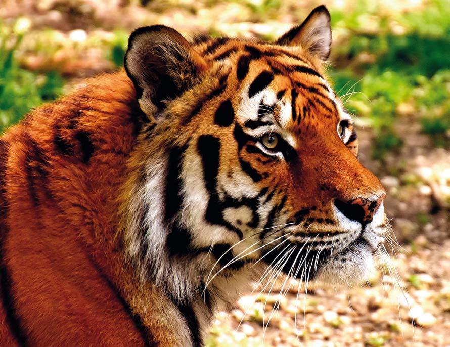 00 kommer Ola Jennersten, tigerexpert vid WWF, hit och berättar om världens största kattdjur nämligen tigern. Det blir även pyssel och massa annat kul.