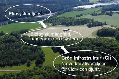 INLEDNING 4 INLEDNING Pollinatörer är livsviktiga för världens produktion av mat.