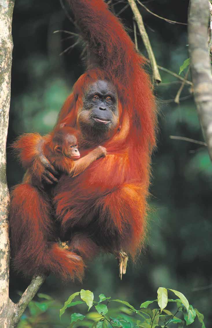 Mjuk, orange och hemlös Orangutangen är allvarligt hotad av utrotning. Nära 90 % av antalet orangutanger har försvunnit de senaste femtio åren.