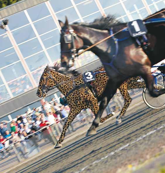 Start 8: Bankod 8 CaPriN -åriga och äldre hö