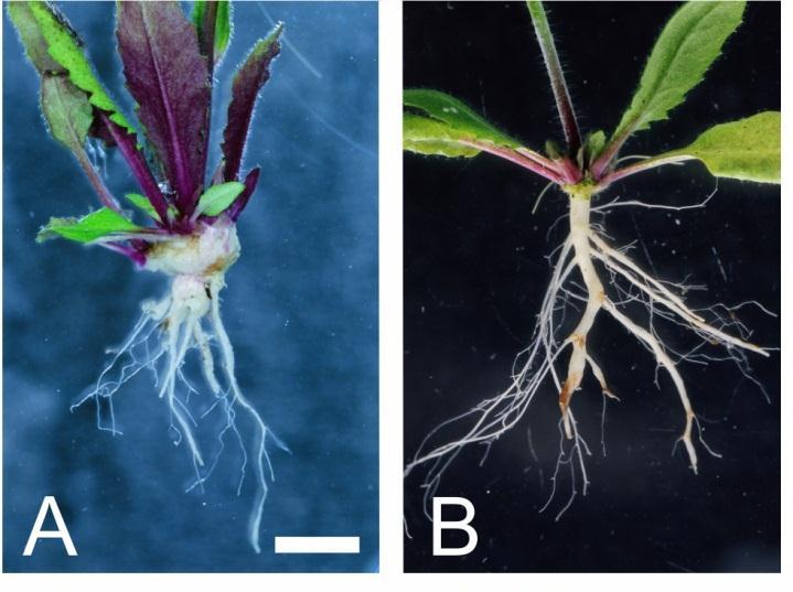 Kloning av RPB1 från Arabidopsis (Rehn, Siemens et al.