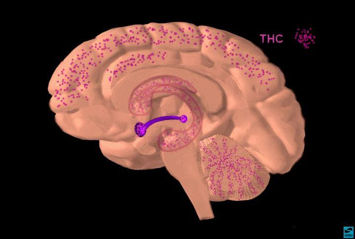 Det neuropsykologiska nätverket fragmenteras.