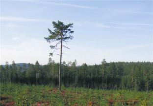 (Ingång från baksidan) Ärenden inför kommunfullmäktige. Välkomna! styrelsen GAGNEFS KOMMUNBIBLIOTEK - - - EKOLOGISK POTATIS SÄLJES Folva, Gala och King Edward.