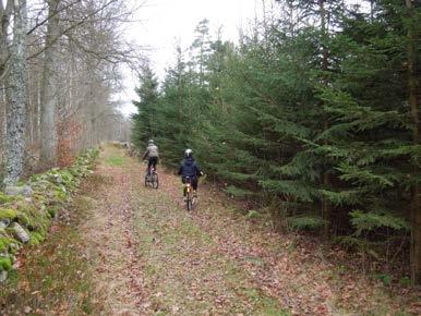 Bilden visar barn som cyklar i skogen.