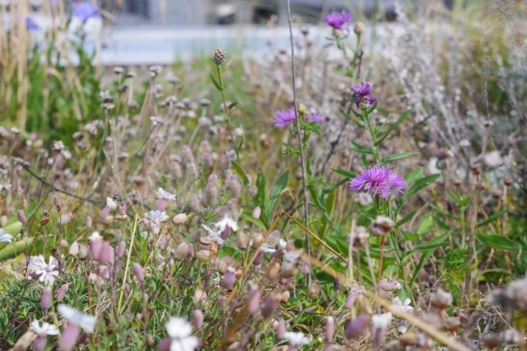 Detta innefattade att avlägsna all vedartad vegetation som utgör potentiellt hot för rotgenomträngning samt att upprätthålla avvattningsfunktion och brandgata (vegetationsfritt singelparti).