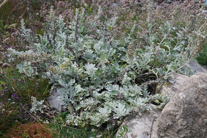 blommande perenn örtvegetation. Liksom under 2016 var förekomsten av harklöver stor på det rosa, vita och grästaket, men på det blå/lila taket hade gräset minskat harklöverns utbredning.