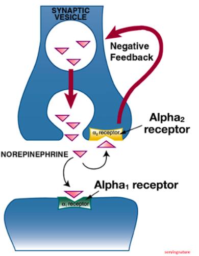 3.Presynaptiska alfa-2-autoreceptorblockerare Mirtazapin - Remeron Blockerar presynaptiska alfa-2-receptorer: - autoreceptorerna noradrenerga nervterminaler - alfa-2-receptorer på