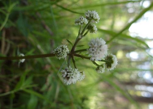 ADOXA Naturvård org.nr.