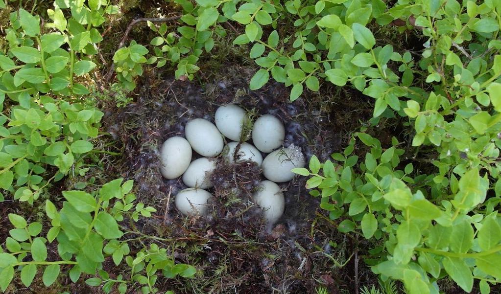 Blåbär är en art som har stor betydelse för väldigt många organismer en nyckelart. Här är det gräsand som dolt sitt bo i högvuxet blåbärsris långt från vattnet.