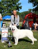 Styrelsen Klubbens adress: Vit Herdehundklubb c/o Åberg Bärvägen 6 961 48 Boden Ordförande: Gunilla Andersson ordf@vitherdehund.