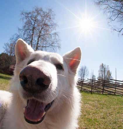 Genom att doften placeras på olika höjder och i miljöer med varierande svårighetsgrad, får hunden både mental och fysisk stimulans. Sporten kräver varken avancerad eller kostsam utrustning.