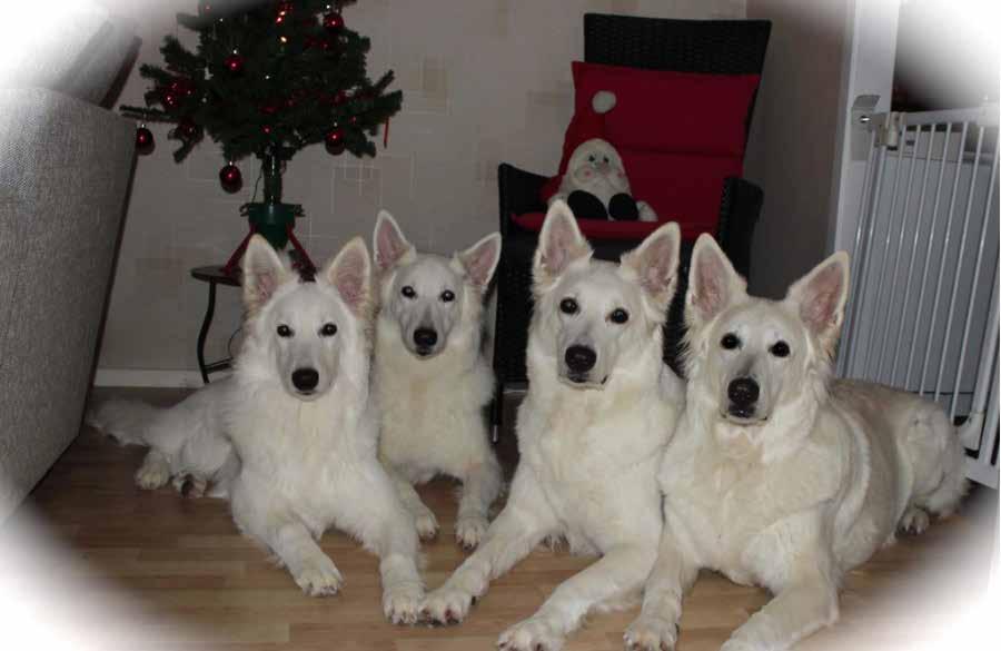 Julhälsningar Barvestads kennel