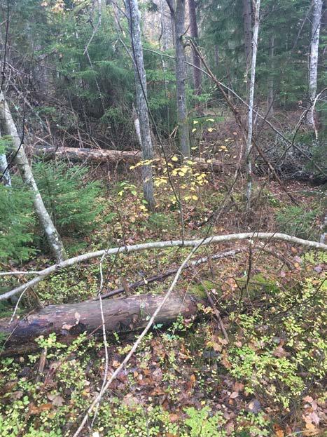 De främsta naturvärdena (naturvärdesklass 3 påtagligt naturvärde) registrerades i blandskogsmiljöer med inslag av ädellöv.