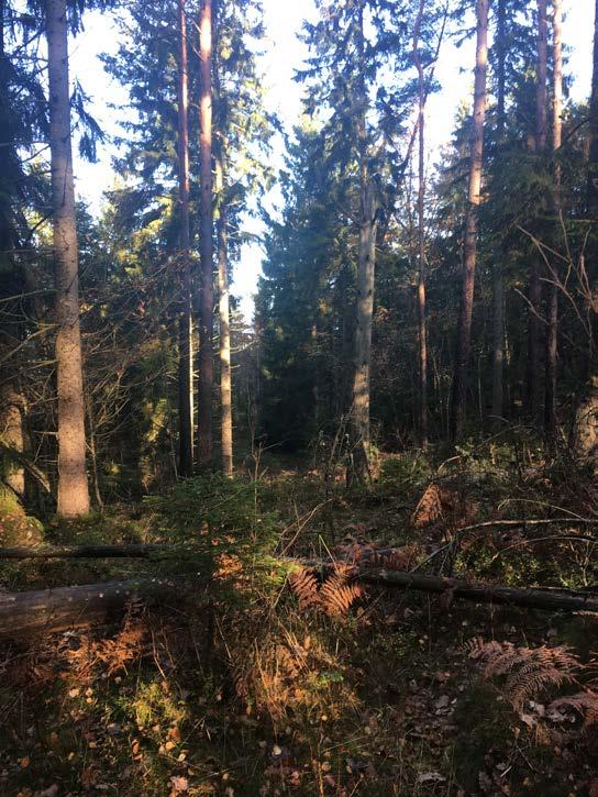 Naturvärdesobjekt nr 2 Naturvärdesklass Naturtyp Biotop Biotopvärde Artvärde Klass 3 Påtagligt Skog och träd Barrblandskog Påtagligt biotopvärde Visst artvärde Motivering naturvärdesklass En viss