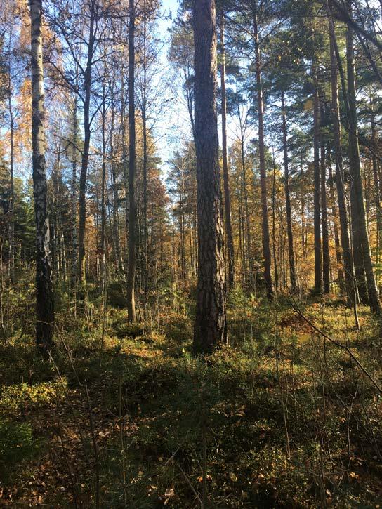 Naturvärdesobjekt nr 4 Naturvärdesklass Naturtyp Biotop Biotopvärde Artvärde Klass 3 Påtagligt Skog och träd Blandskog Påtagligt biotopvärde Obetydligt artvärde Motivering naturvärdesklass En