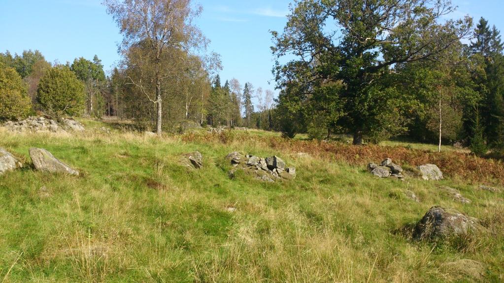 Berget I de fårbetade, steniga hagarna kring Berget finns bland annat grönvit nattviol och slåttergubbe. Upptröst I en hagmark i Upptröst finns en rik ogödslad flora. Upptröst. Foto: E. Nevander.