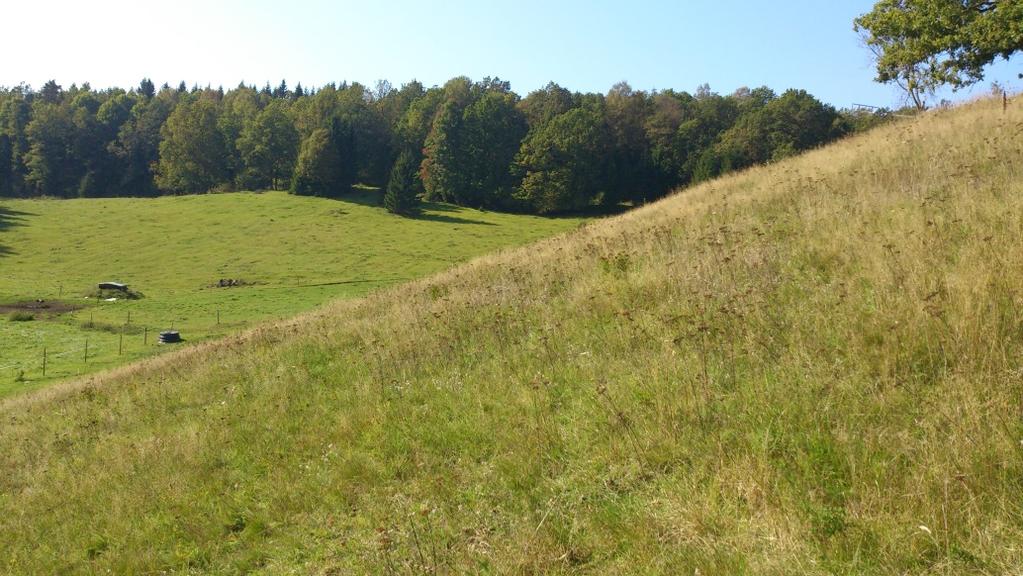 Gingri-Ön En betad björkhage på en liten kulle i det öppna åkerlandskapet som vunnits genom sjösänkning. Kullen kallas Ön. Grässvålen är i stort sett ogödslad och i hagen finns grova björkar.