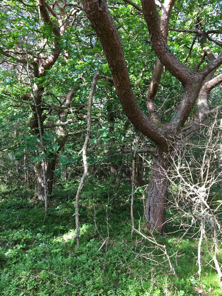 3. Tallskog Naturvärdesklass: Naturvärdesklass 4 visst naturvärde Dominerande naturtyp: Skog och träd Biotoper: Tallskog Natura 2000-naturtyp: Beskrivning: