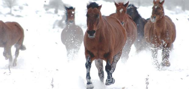 Hästar används främst vid ridning, körning samt inom rid-, trav- och galoppsportens olika tävlingsdiscipliner och fler användningsområden har utvecklats med tiden.