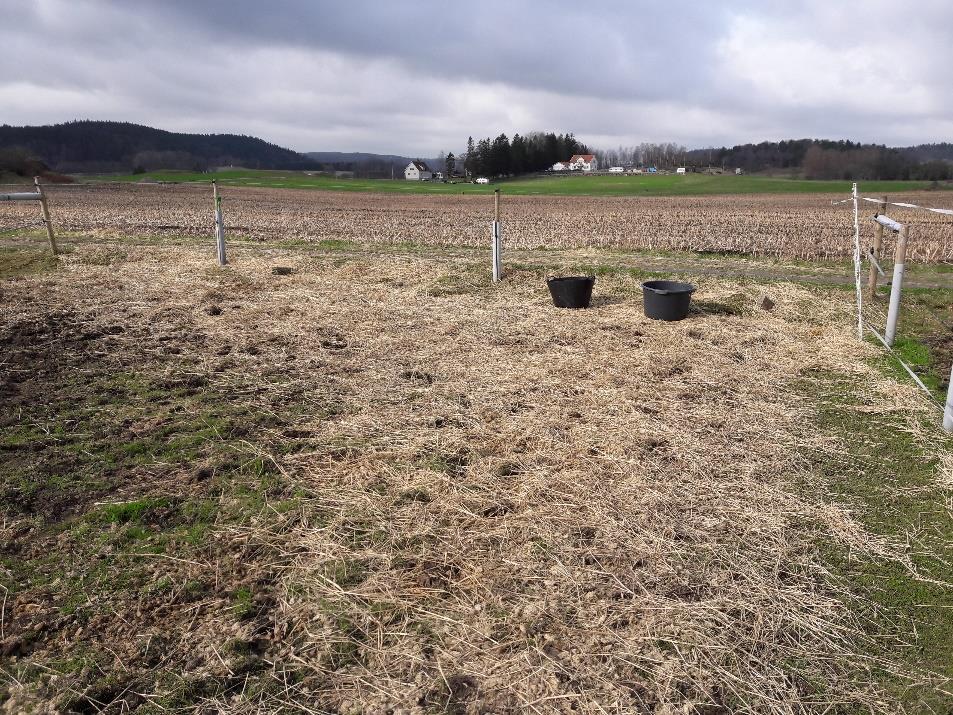 figur 2 syns ett exempel på en hage utan hårdgjord yta vid foderplatsen och där fodret blivit utspritt och nedtrampat. I figur 3 syns ett exempel på en hage där hela hagen är grusad.